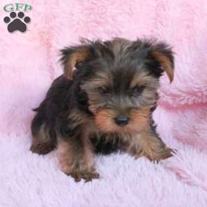 Yorkshire Terrier Puppies For Sale Greenfield Puppies