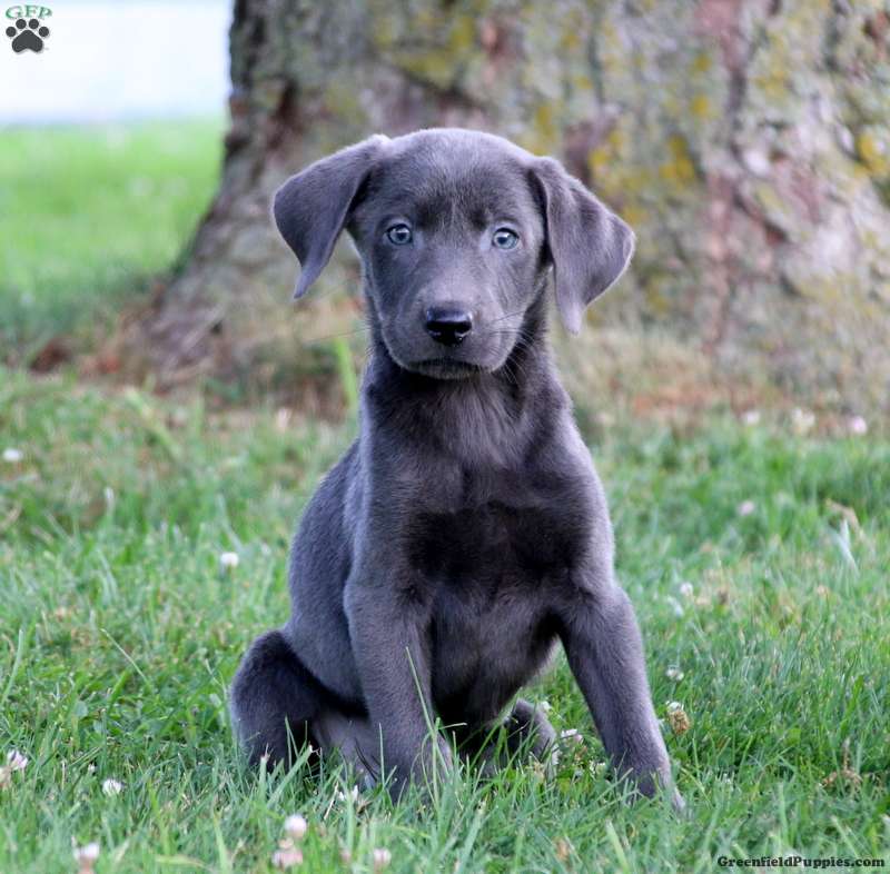 Travis Charcoal Labrador Retriever Puppy For Sale In Pennsylvania