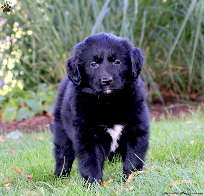 Sara Golden Retriever Mix Puppy For Sale In Pennsylvania