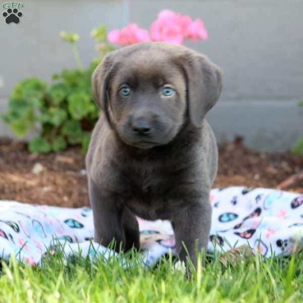 Carter Charcoal Labrador Retriever Puppy For Sale In Pennsylvania