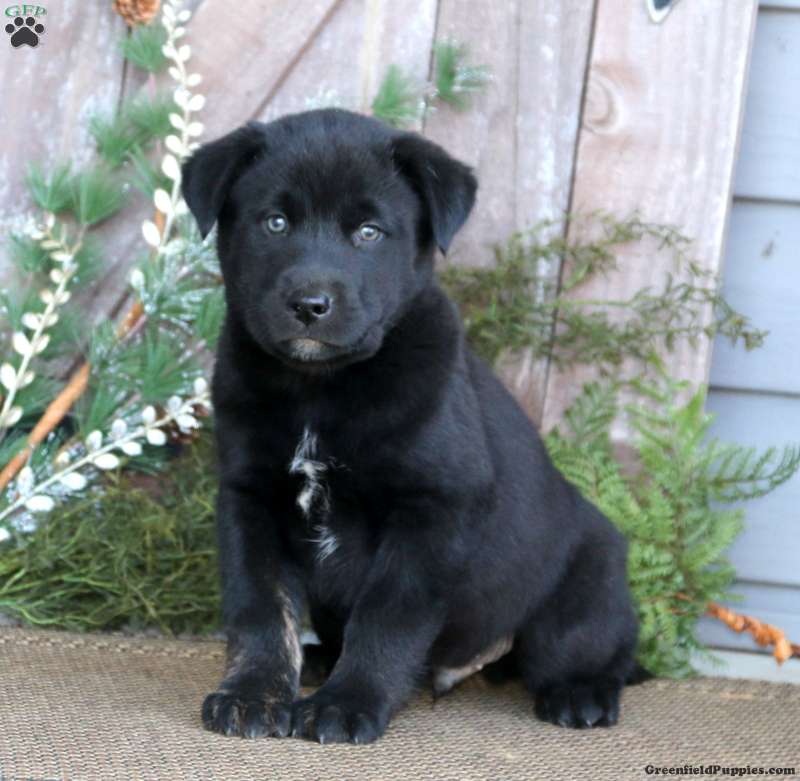 Skipper Labrador Mix Puppy For Sale In Pennsylvania