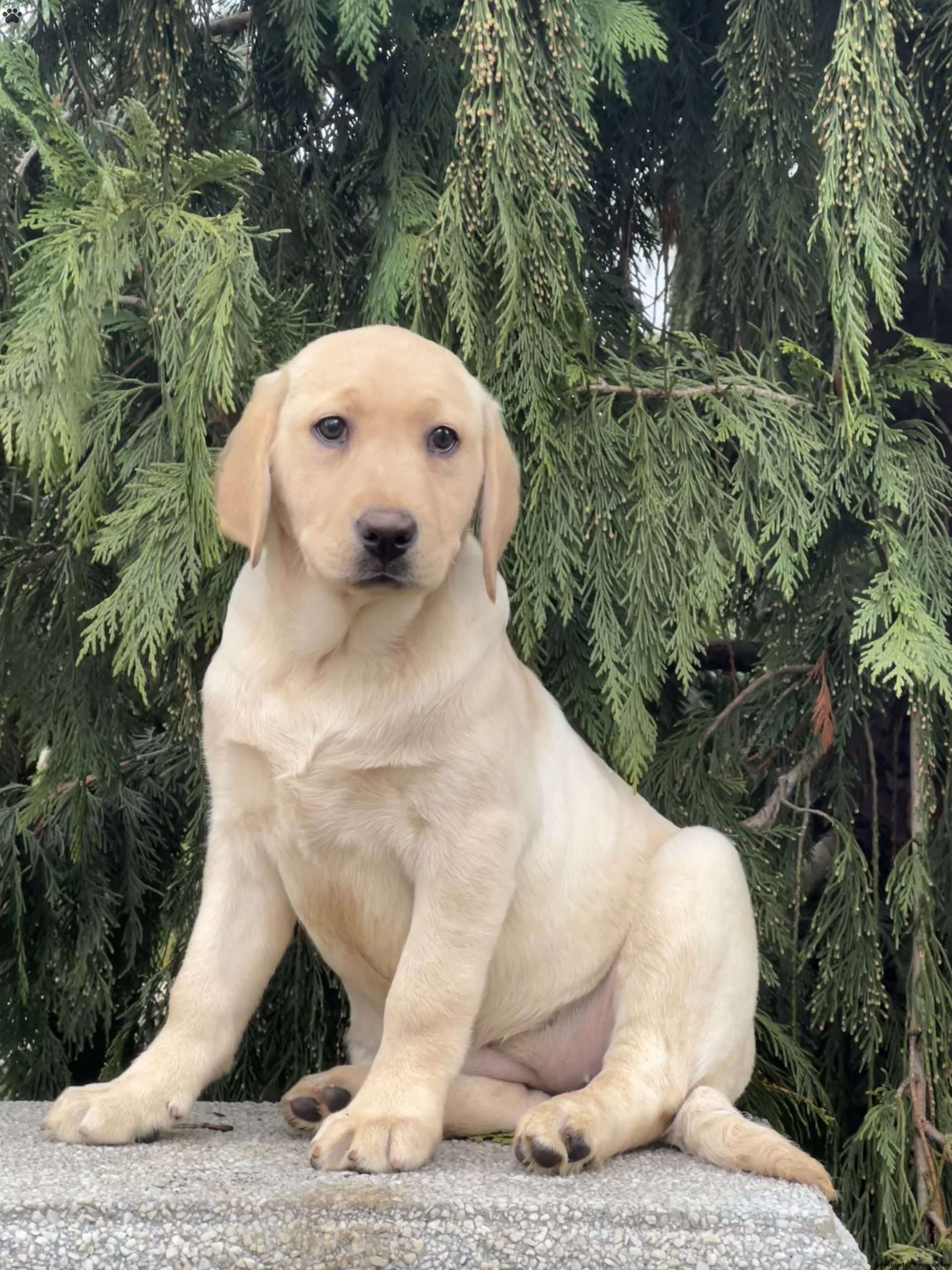 Darla Labrador Mix Puppy For Sale In Pennsylvania