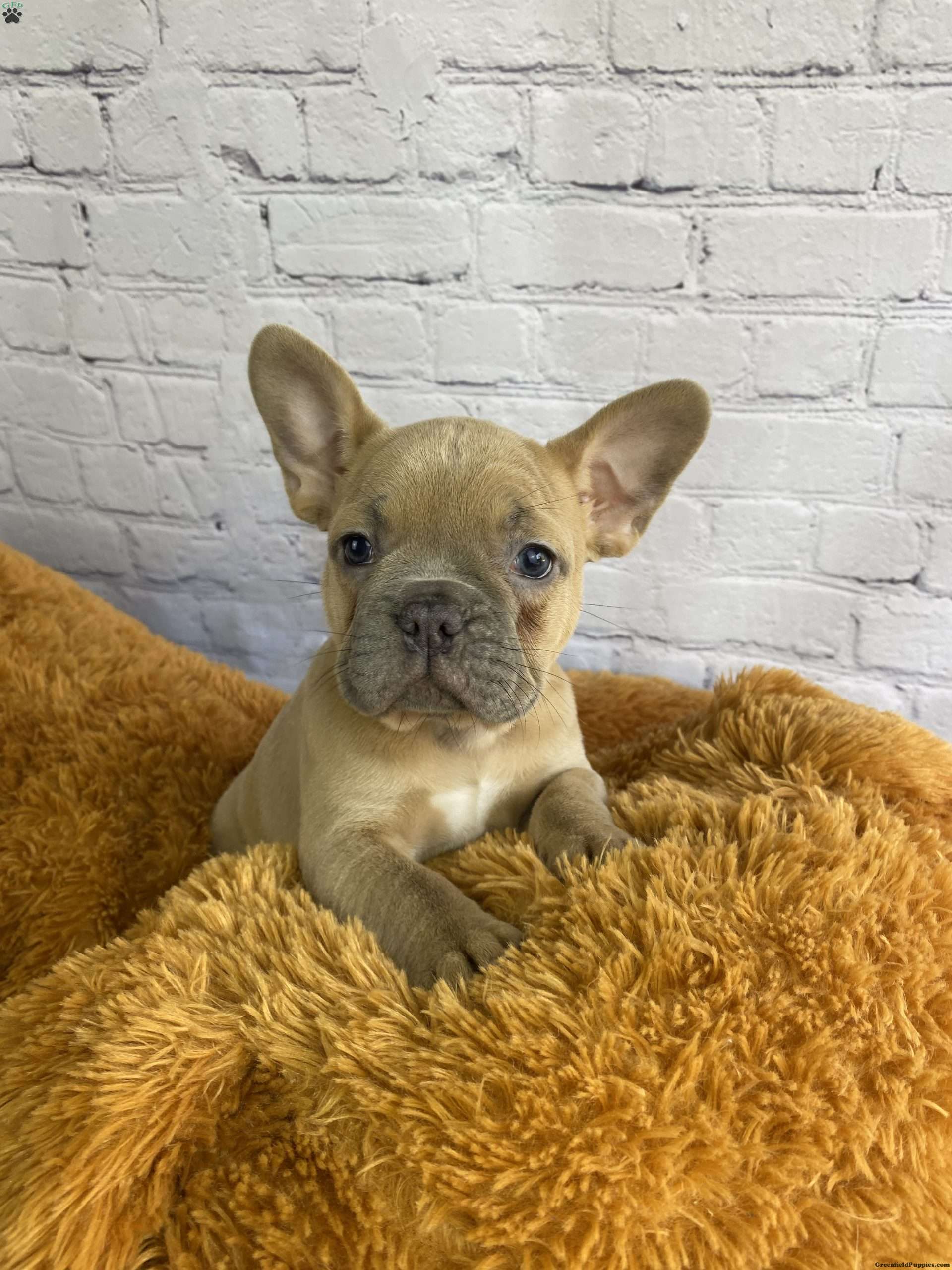 Wren Frenchton Puppy For Sale In Ohio