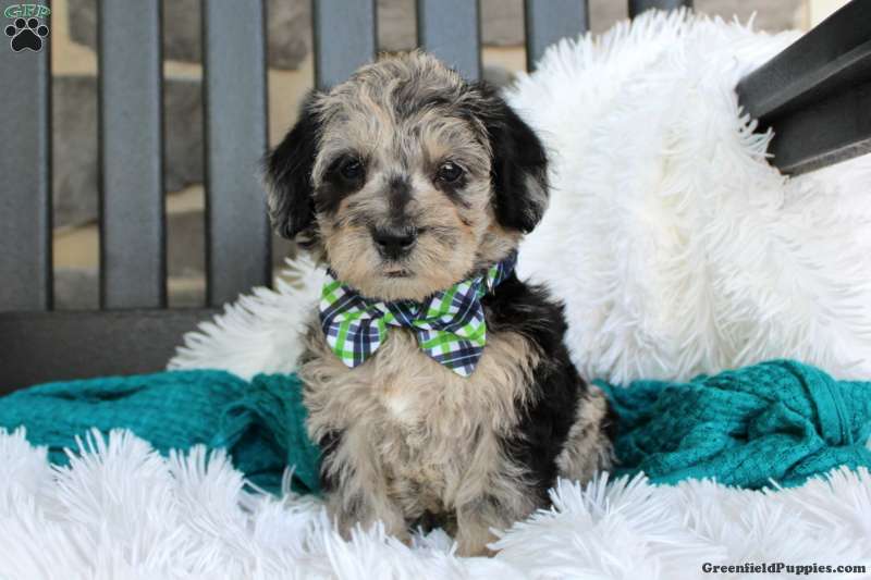 Seth Mini Schnoodle Puppy For Sale In Pennsylvania