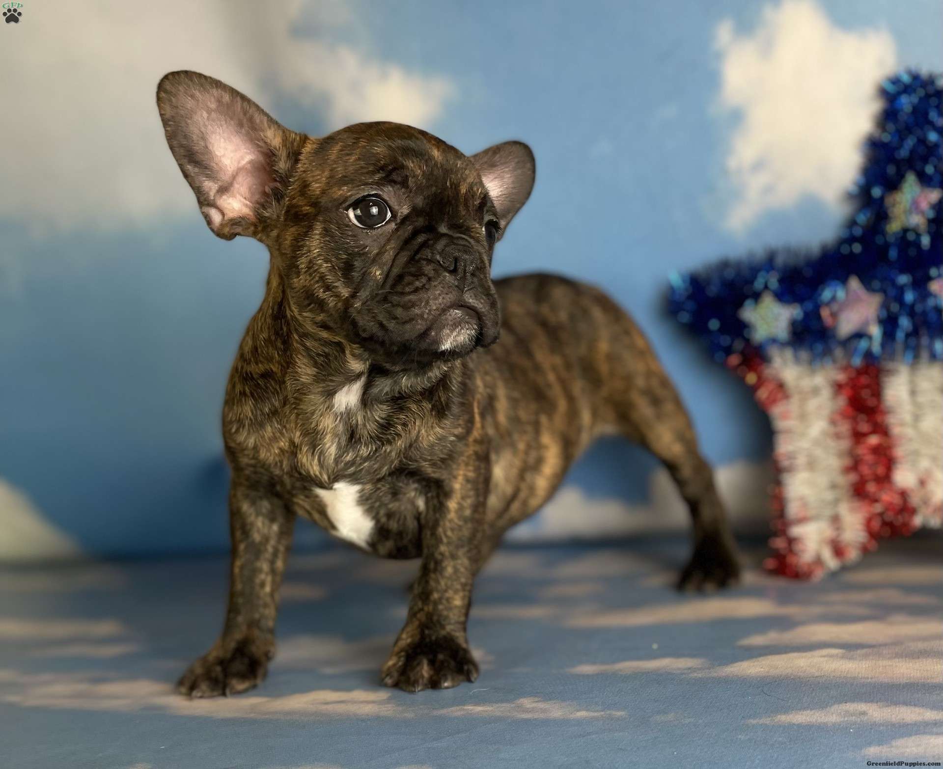 Skye Frenchton Puppy For Sale In Ohio