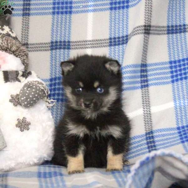 Henry Pomeranian Mix Puppy For Sale In Pennsylvania