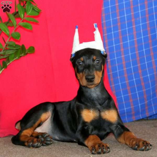 Abagail Doberman Pinscher Puppy For Sale In Pennsylvania