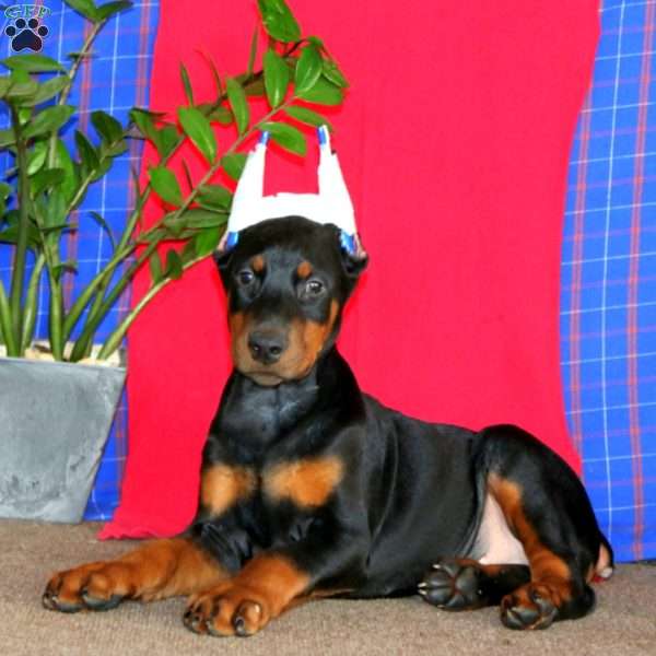 Apollo Doberman Pinscher Puppy For Sale In Pennsylvania