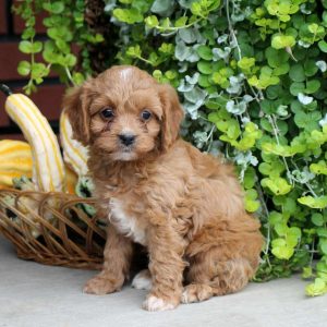 Aaron & Emma Smucker, Goldendoodle-Cavalier King Charles-Maltese Breeder