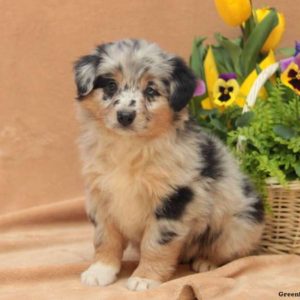 Ervin & Suzanne Zook, View Puppies Breeder