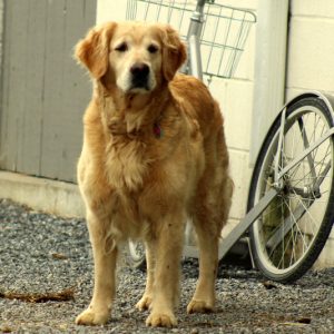 Daniel Beiler, View PuppiesCavalier - Golden Retriever Breeder