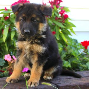 Levi & Linda King, View PuppiesGerman Shepherds Breeder