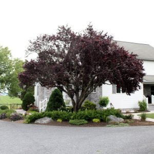 Wilmer Stoltzfus,  Breeder