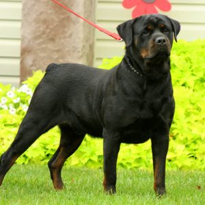 Ammon Stoltzfus, Rottweilers-French Bulldogs-Mini Poodle Breeder