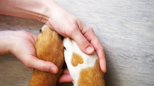 How to Care for Your Puppy’s Paws