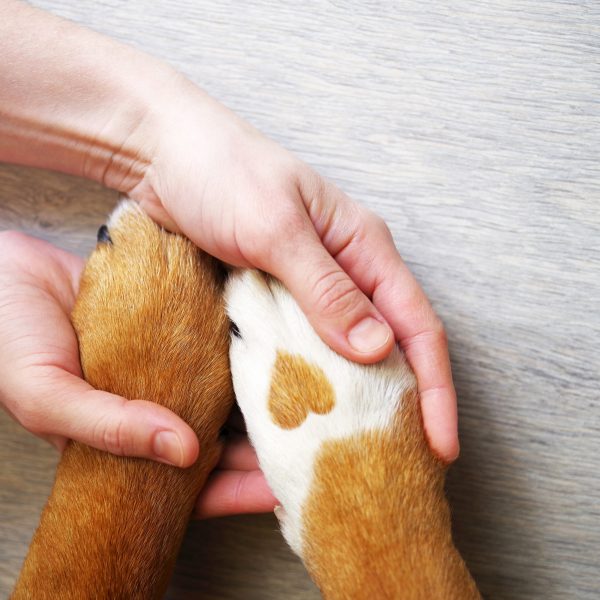 basic needs of a puppy - puppy paws placed in human hands