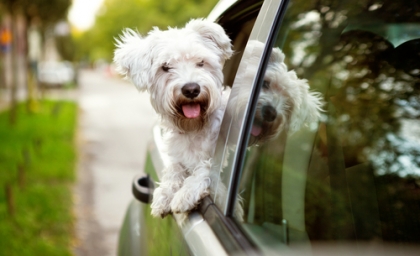 puppy in a car