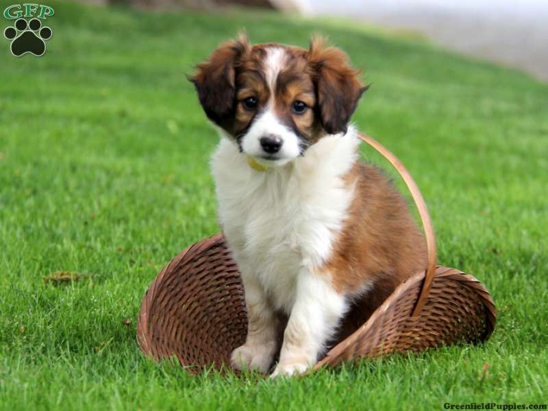 support Jeg tror, ​​jeg er syg Bliv oppe Miniature Collie Mix Puppies For Sale - Greenfield Puppies