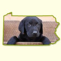 Puppies for Sale in PA