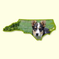 Puppies for Sale in NC
