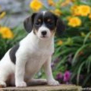 Nellie - Jack Russell/Cavalier Mix