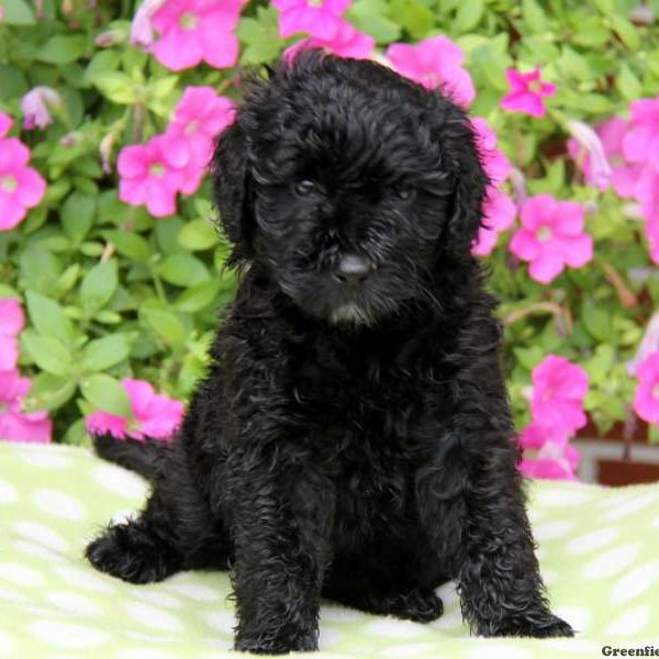 Portuguese Water Dog Mix Puppy