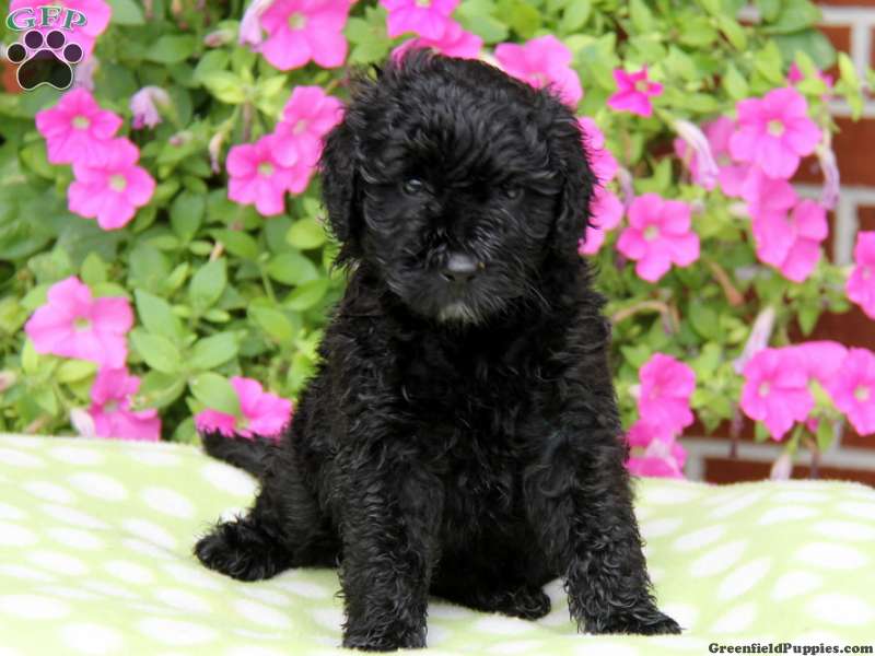 Portuguese Water Dog Mix Puppies for Sale