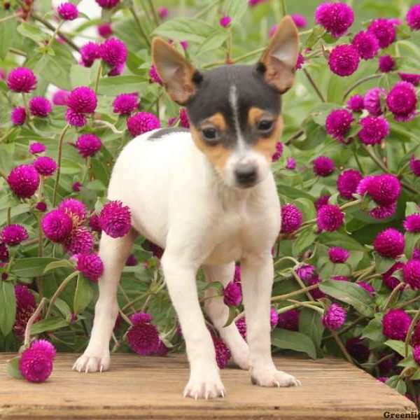 Toy Fox Terrier Puppy