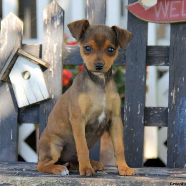 Børnehave minimum sirene Miniature Pinscher Mix Puppies For Sale - Greenfield Puppies