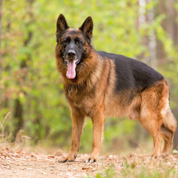 German Shepherd on a trail