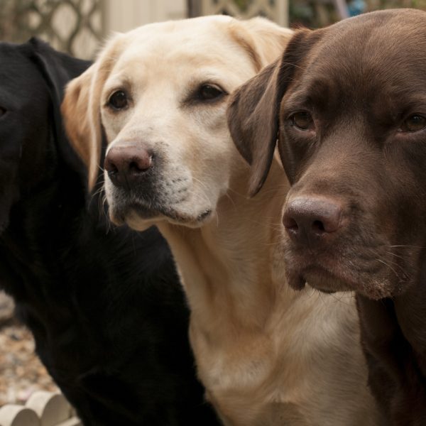 black, yellow, and chocolate labrador retrievers