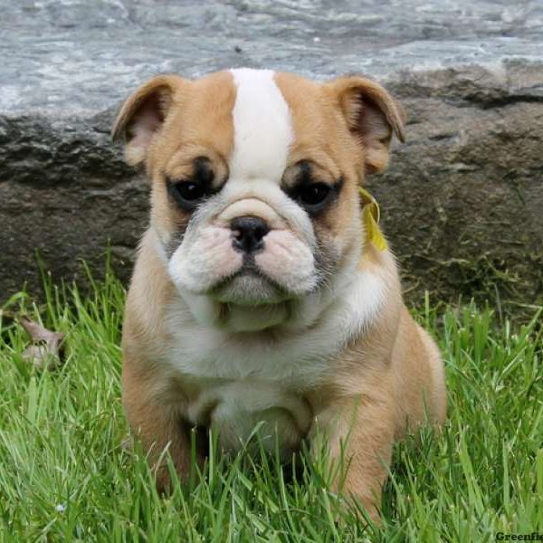 Calvin, Miniature Bulldog Puppy