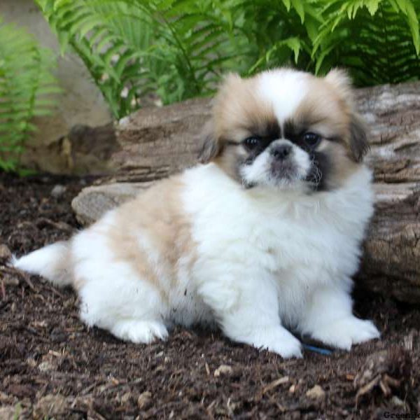 Pekingese Puppy