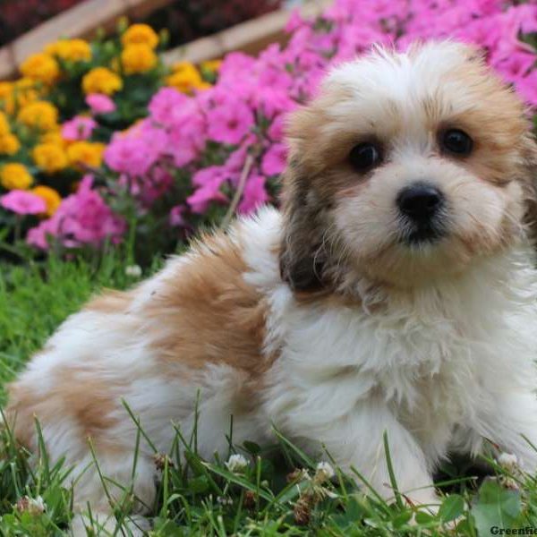 Anna, Lhasa-Chon Puppy