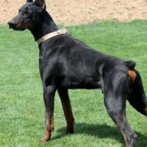 what is a king doberman