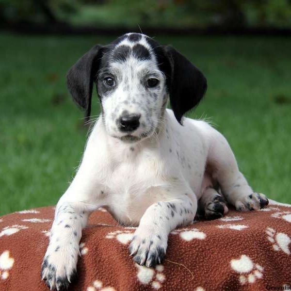 Sam, Dalmatian Mix Puppy