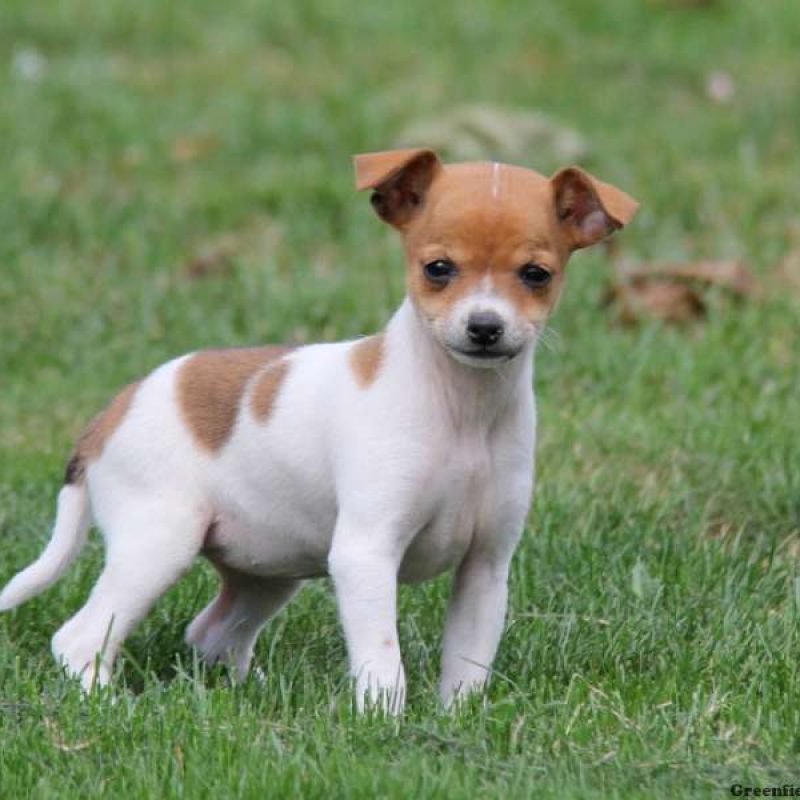 Rat Terrier Mix Puppies For Sale 