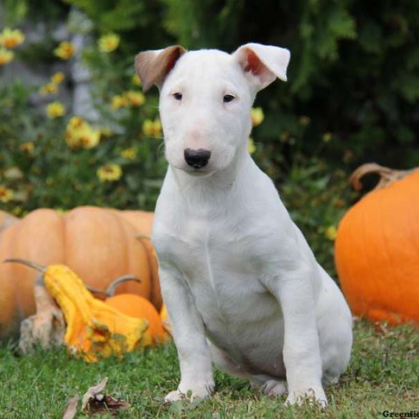 Chloe, Bull Terrier Puppy