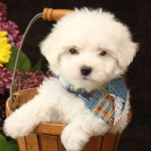 Eva Weaver, Maltese-Yorkie-Bichon Frise Breeder