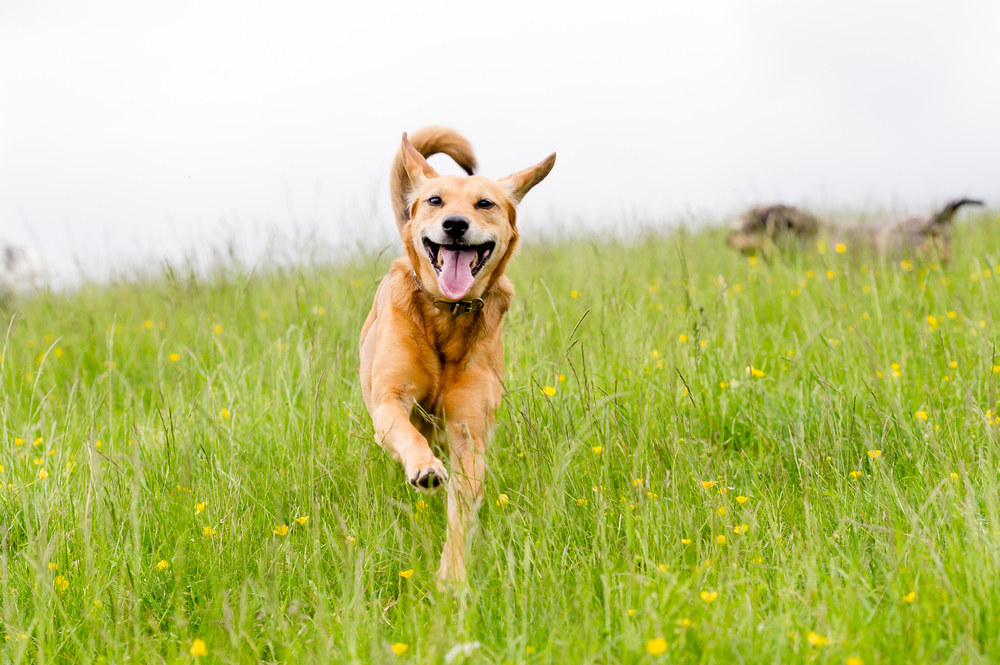 yellow mongrel old yeller