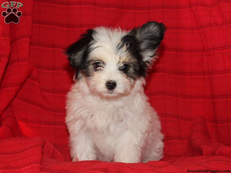 profil Akkumulerede Vejhus Papillon Mix Puppies For Sale | Greenfield Puppies