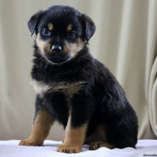 Baxter, Rotterman Puppy