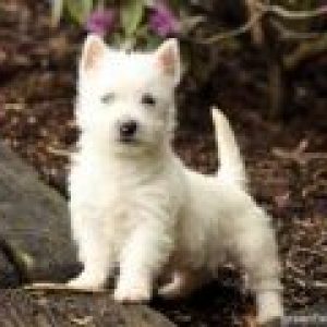 Avery - West Highland Terrier
