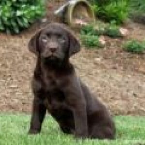 Hailey - Chocolate Labrador Retriever