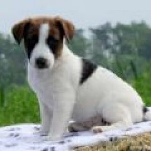 Nate - Jack Russell Terrier