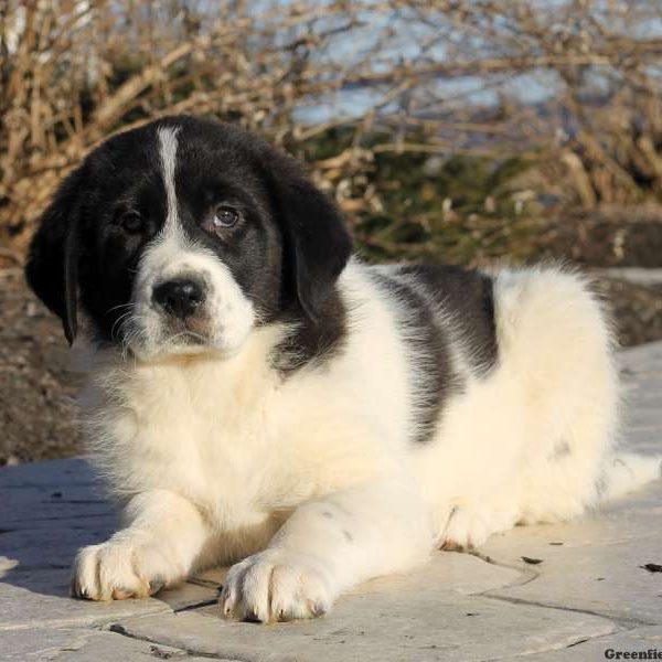 Gia, Anatolian Shepherd Mix Puppy