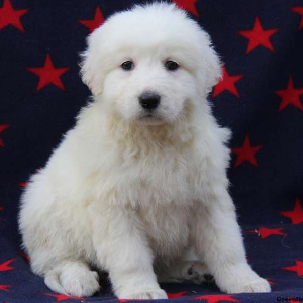 Maremma Sheepdog Puppy