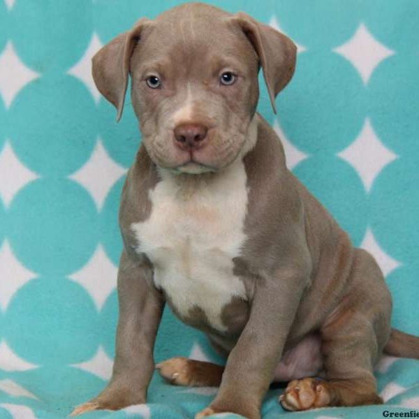 Side Stitch, Side Stitch Puppy