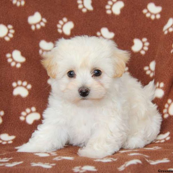 Popcorn, Lhasa-Chon Puppy