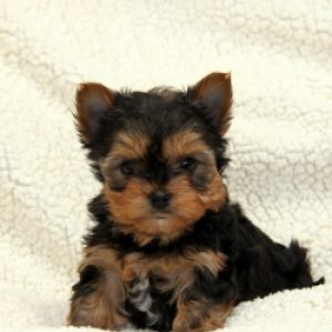 Steve M. Stoltzfus Sr., Yorkie Breeder